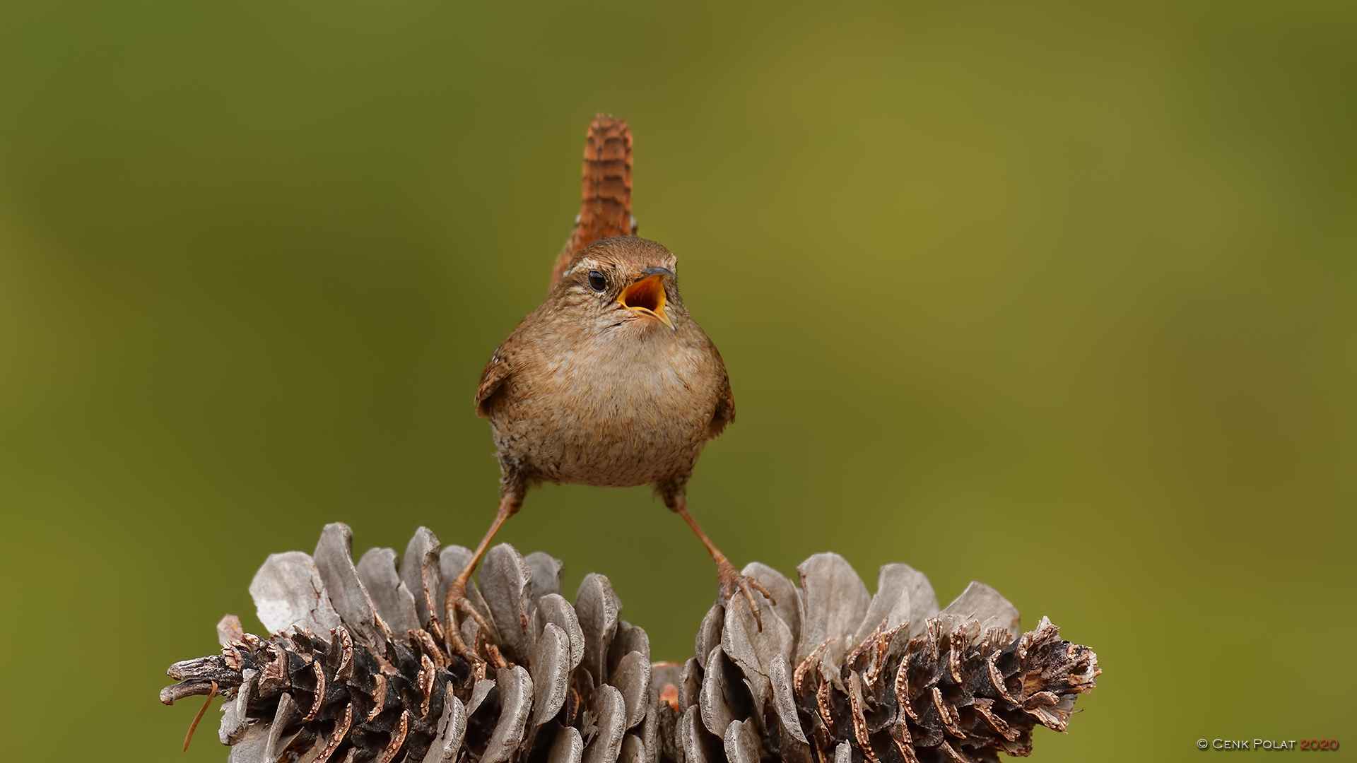Eurasian Wren